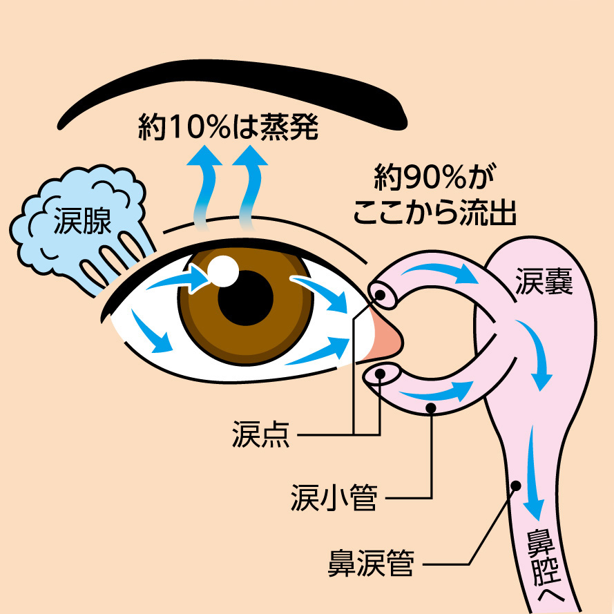 目の構造の図